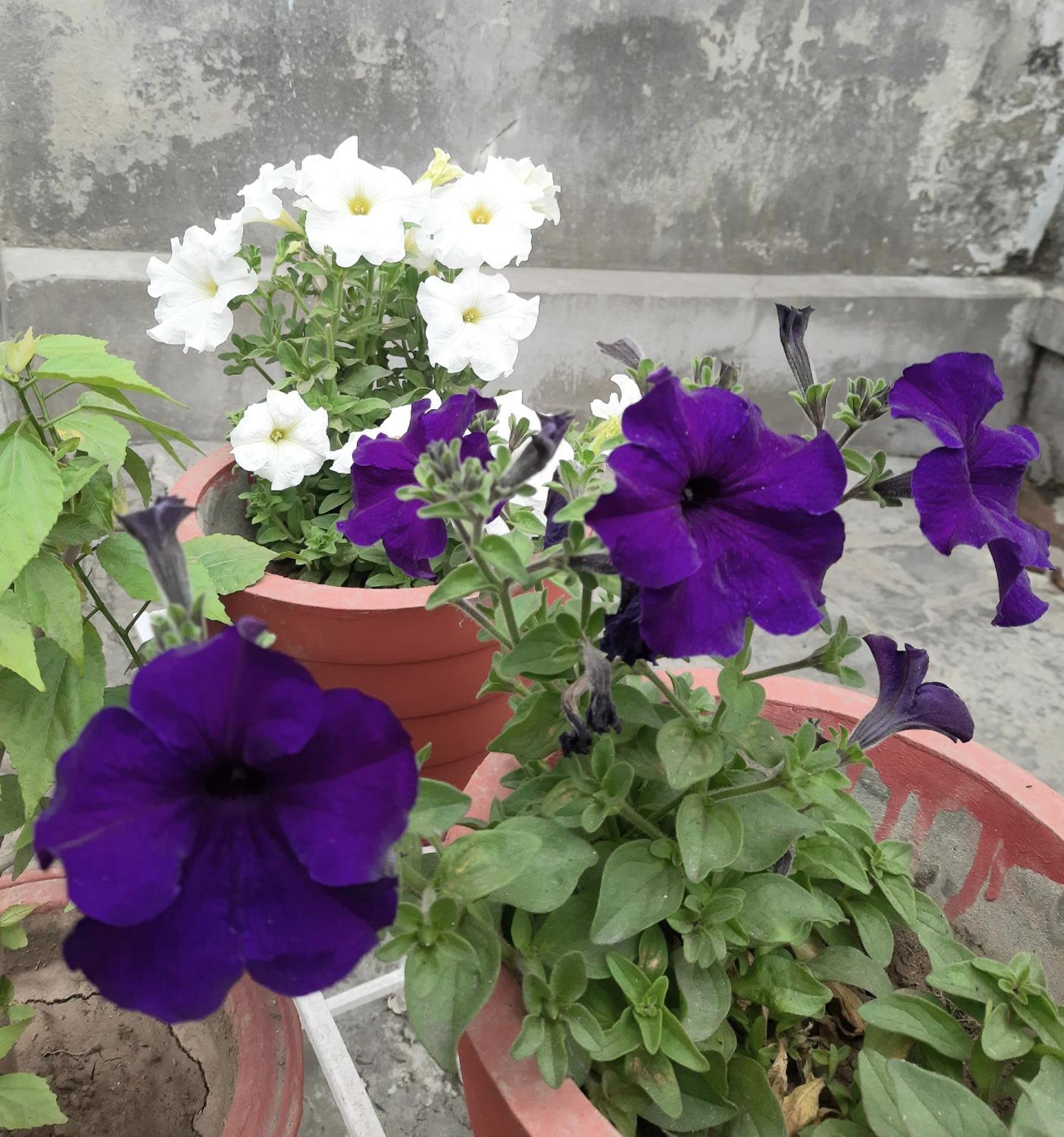 Gokul Pg Homestay Gorakhpur Ngoại thất bức ảnh